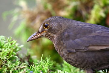 Amsel Henne