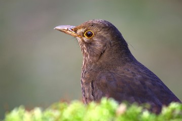 Amsel Henne