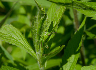 Differential Grasshopper