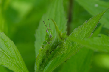 Differential Grasshopper