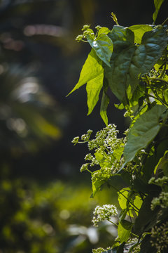 Green leaves with small flowers, Canon EOS 80D