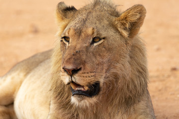 male lion