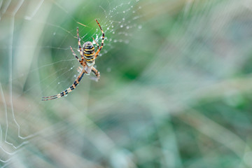 spider on a web