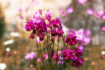 Fototapeta premium Purple and pink Columbine (Aquilegia) flowers.