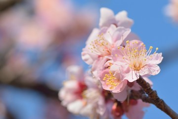 Macro details of pink Plum blossom branches at park in Japan