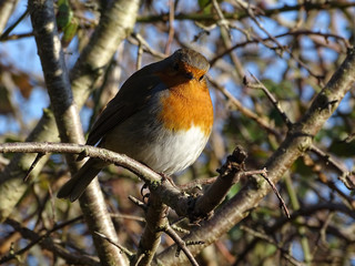 Red Robin Bird Amongst Hedgerow Branches