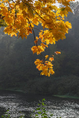 autumn leaves on a tree