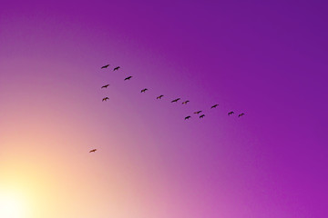 Birds return from wintering. Shoal of birds in the sunlight.