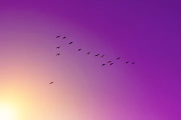 Foto auf Acrylglas Kürzen Vögel kehren aus der Überwinterung zurück. Vogelschwarm im Sonnenlicht.