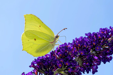 Zitronenfalter am Sommerflieder