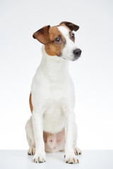 Cute Jack Russell Terrier sits on the white table with head turned to the side on the white background 