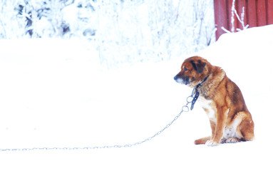 lonely dog ​​on a chain in the winter cold
