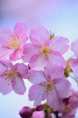 Fototapeta na wymiar Macro details of pink Cherry blossoms in Japan