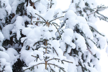 snowy fir trees in the snow