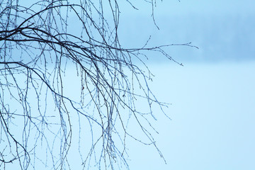 tree branches on a winter background