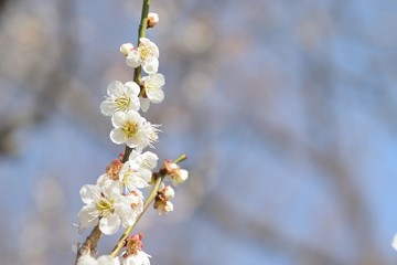 Macro details of White Plum blossom branches at park in Japan