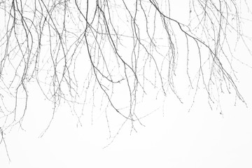 tree branches on a winter background