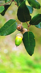 Rama de encina con bellotas