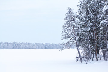 winter landscape with trees and snow