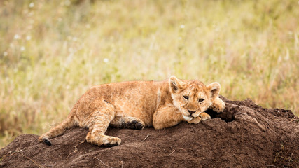 Baby lion cub happy smiling