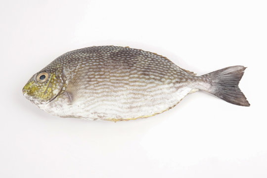 Fresh lamayo fish isolated on white.