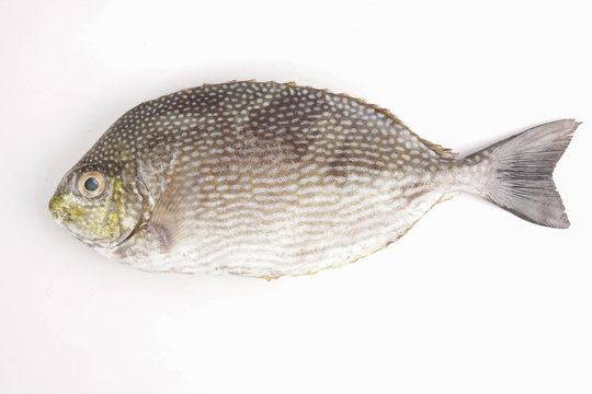Fresh lamayo fish isolated on white.