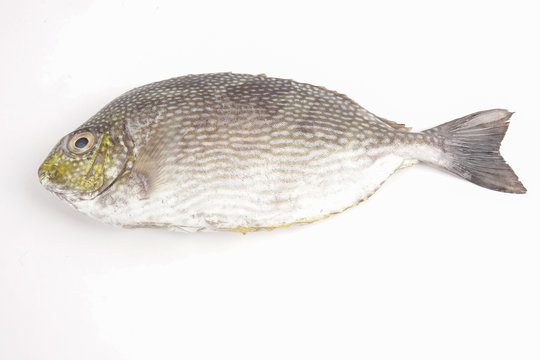 Fresh lamayo fish isolated on white.