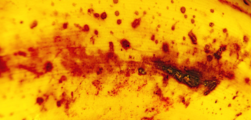 Piel de platano con manchas