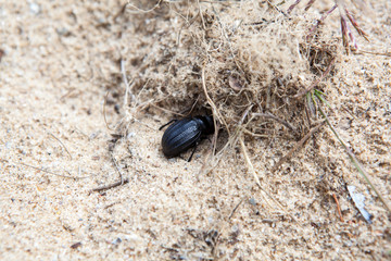 Scarabeus beetle hides in hole on the Sahara desert, Tunisia