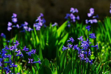 blue and purple hyacinth flowers in garden