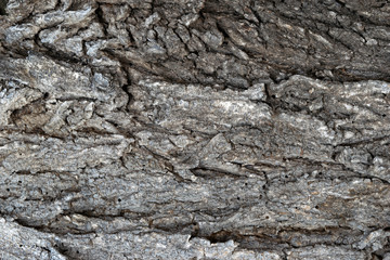 old tree bark, elm, background