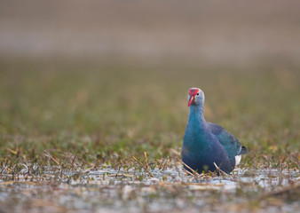 Grey headed swamphen 