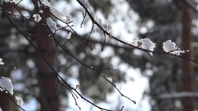 Remains of snow on the branches of a tree in the early spring.