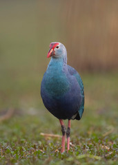 portrait of a bird