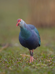Grey headed swamphen in wetland