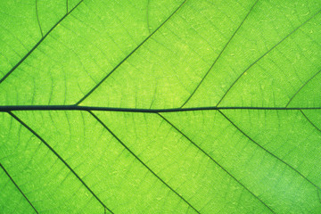 Plakat Rich green rim light leaf texture see through symmetry vein structure, beautiful nature texture background concept