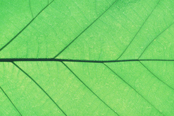 Fototapeta na wymiar Rich green rim light leaf texture see through symmetry vein structure, beautiful nature texture background concept