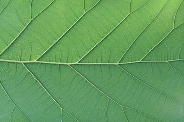 Naklejka na ściany i meble Rich green rim light leaf texture see through symmetry vein structure, beautiful nature texture background concept