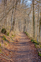 Footpath in a forest in spring