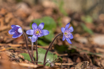 Close up at flowering Anemone hepatica flowers in spring