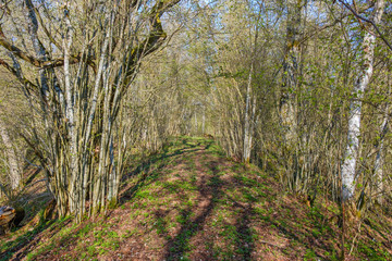 Natural trail on a ridge in a lush forest in the spring
