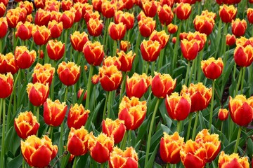 Summer flower in a filed on a sunny day