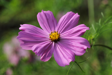 Portrait of pink Mexican aster (garden cosmos) flower in the summer garden