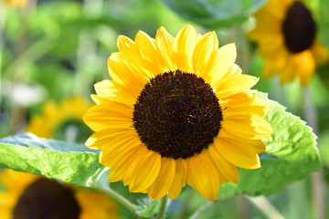 Tournesol macro