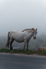 Horses in the fog in nature