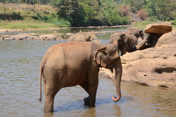 elephant Orphanage Sri Lanka