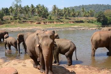 Fototapeta na wymiar elephant Orphanage Sri Lanka