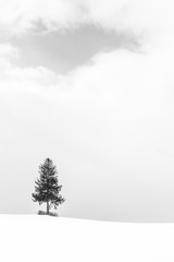 Obraz na płótnie Canvas Beautiful landscape with lonely tree in snow winter season