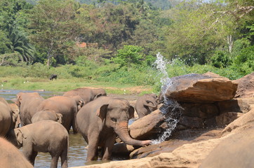 Fototapeta premium elephants Orphanage Sri Lanka 