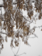 maple branches in winter forest